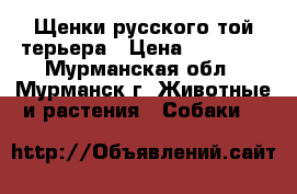 Щенки русского той-терьера › Цена ­ 10 000 - Мурманская обл., Мурманск г. Животные и растения » Собаки   